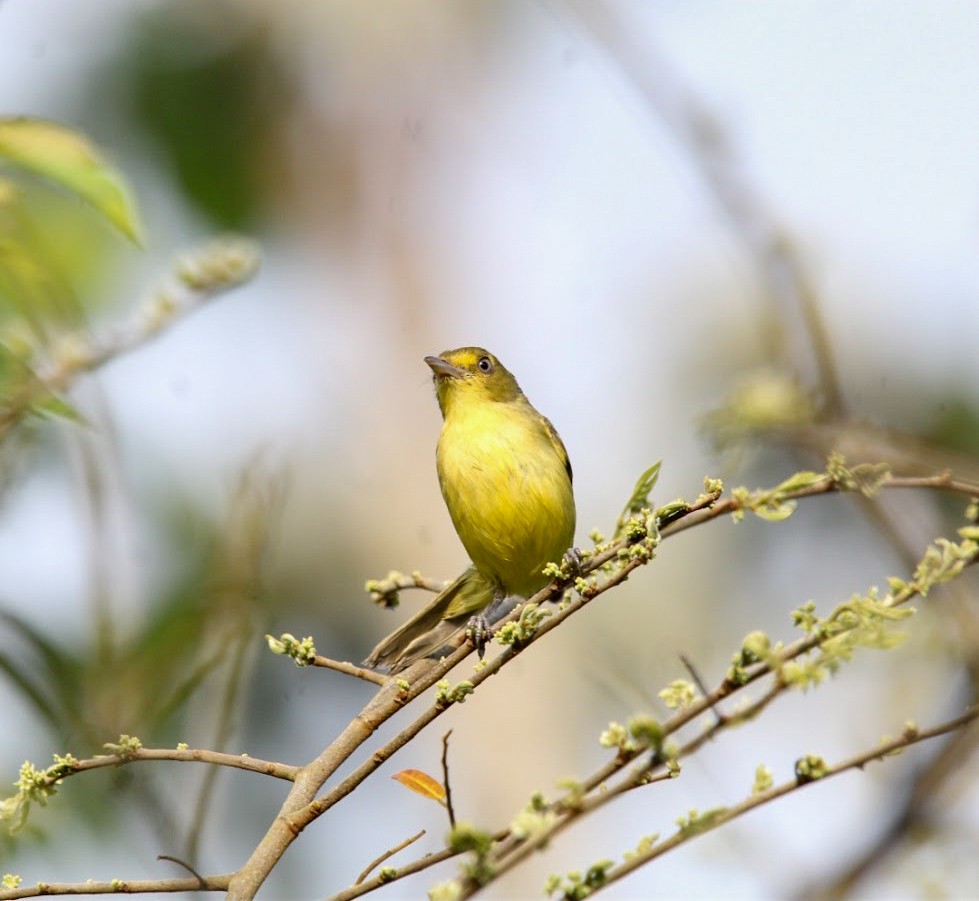 Mangrove Vireo - ML637520306