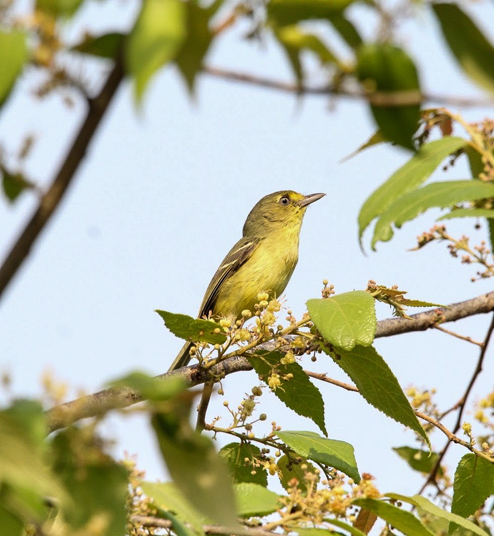 Mangrove Vireo - ML637520307