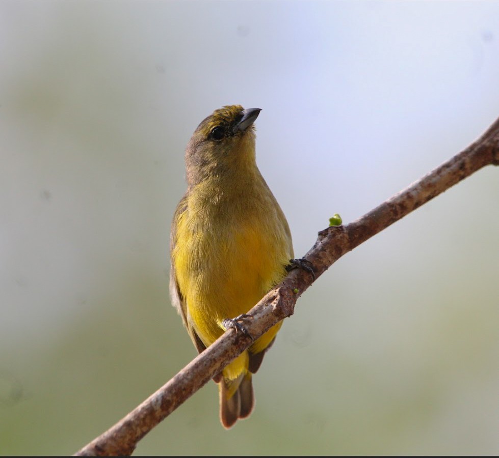Scrub Euphonia - ML637520336