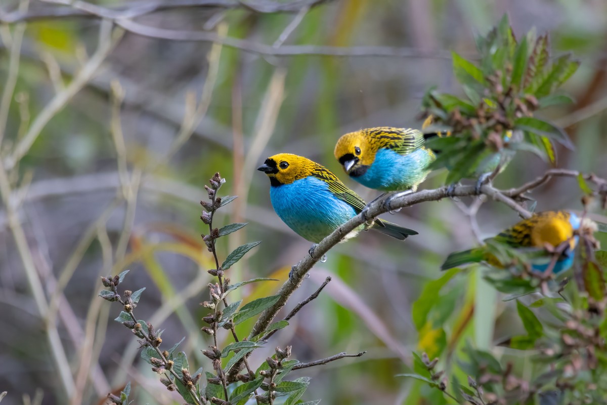 Gilt-edged Tanager - ML637520350