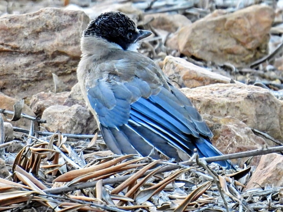 Iberian Magpie - ML637520492