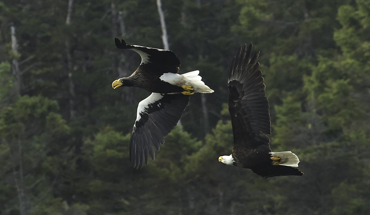 Steller's Sea-Eagle - ML637520553