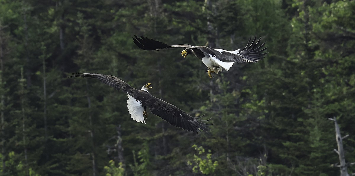 Steller's Sea-Eagle - ML637520557