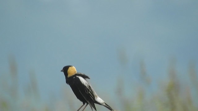 Bobolink - ML637520560