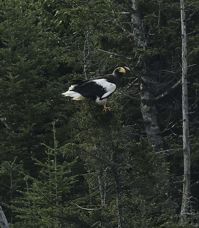 Steller's Sea-Eagle - ML637520561