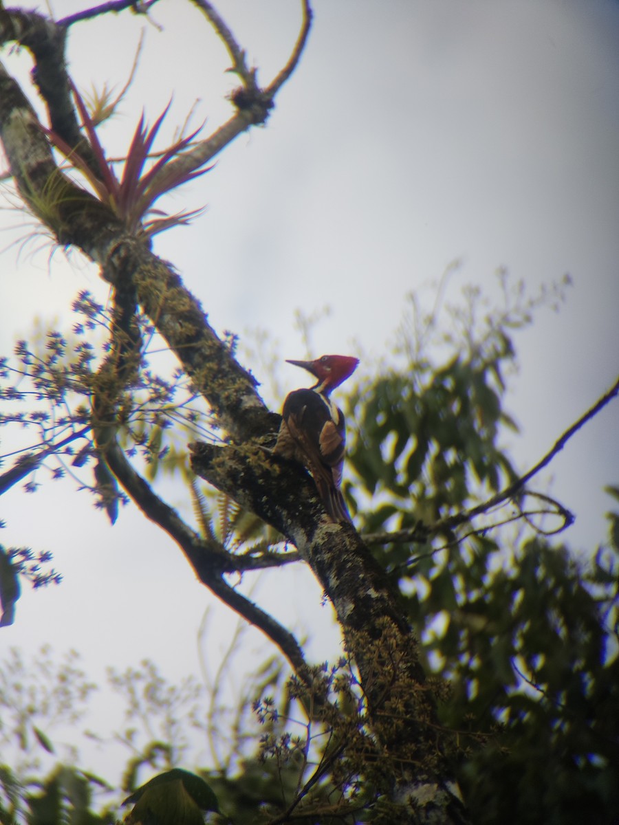 Guayaquil Woodpecker - ML637520563