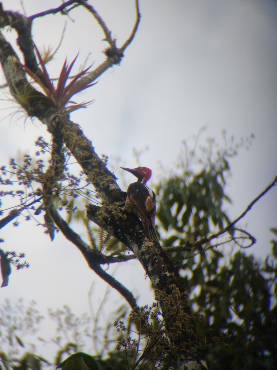 Guayaquil Woodpecker - ML637520564