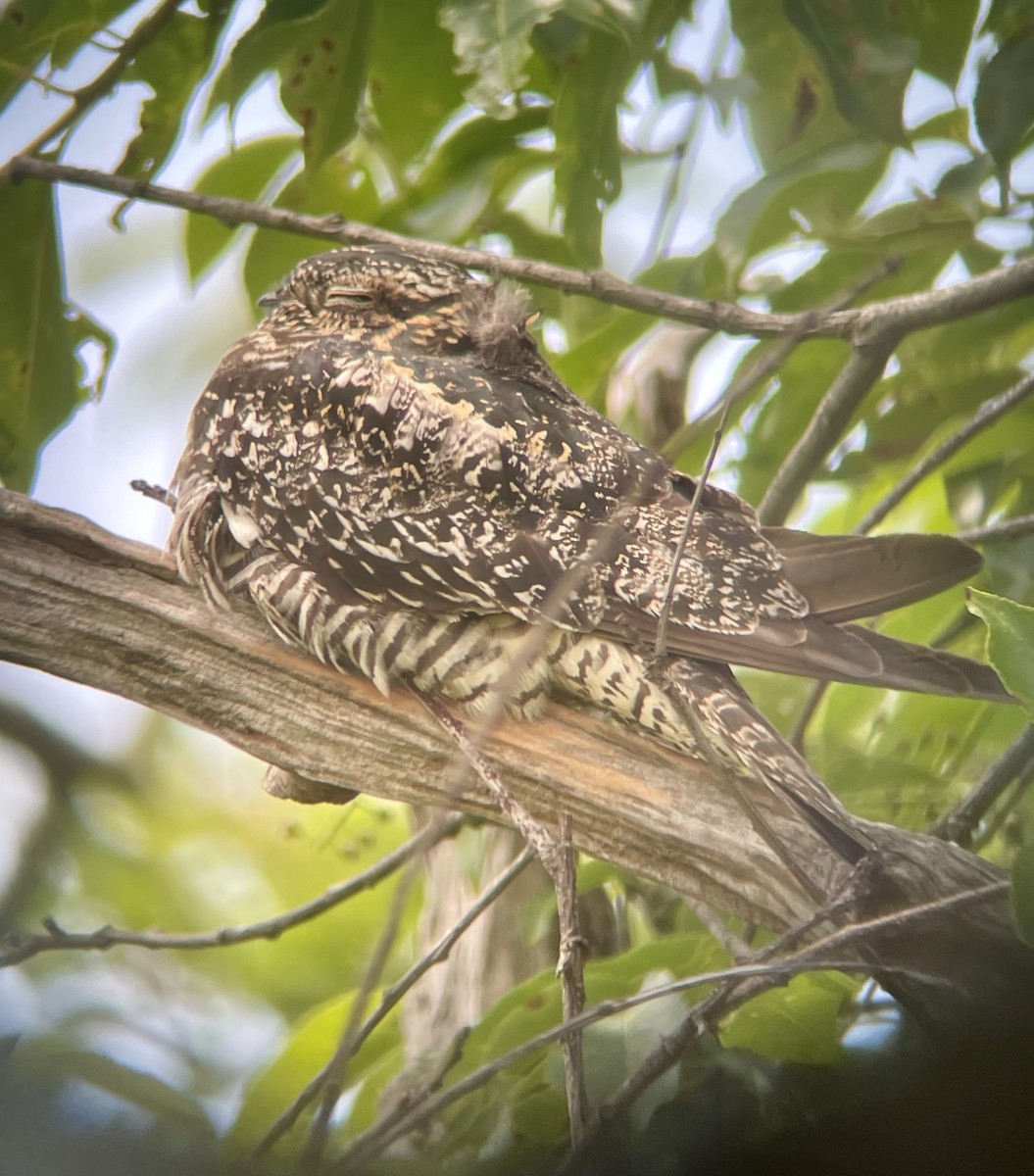 Common Nighthawk - ML637520608