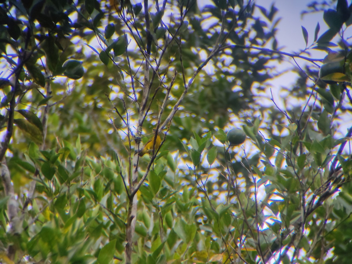 Orange-crowned Euphonia - ML637520629
