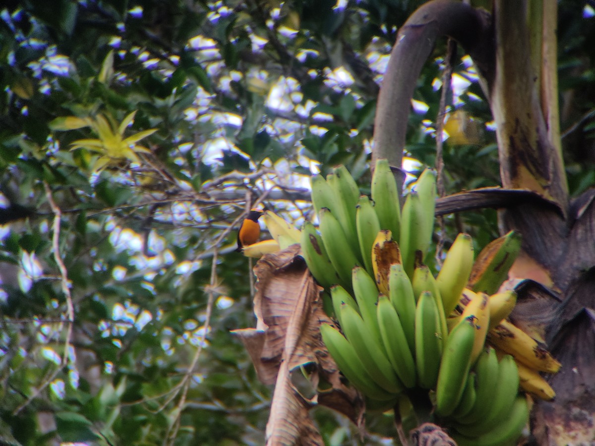 Orange-crowned Euphonia - ML637520630
