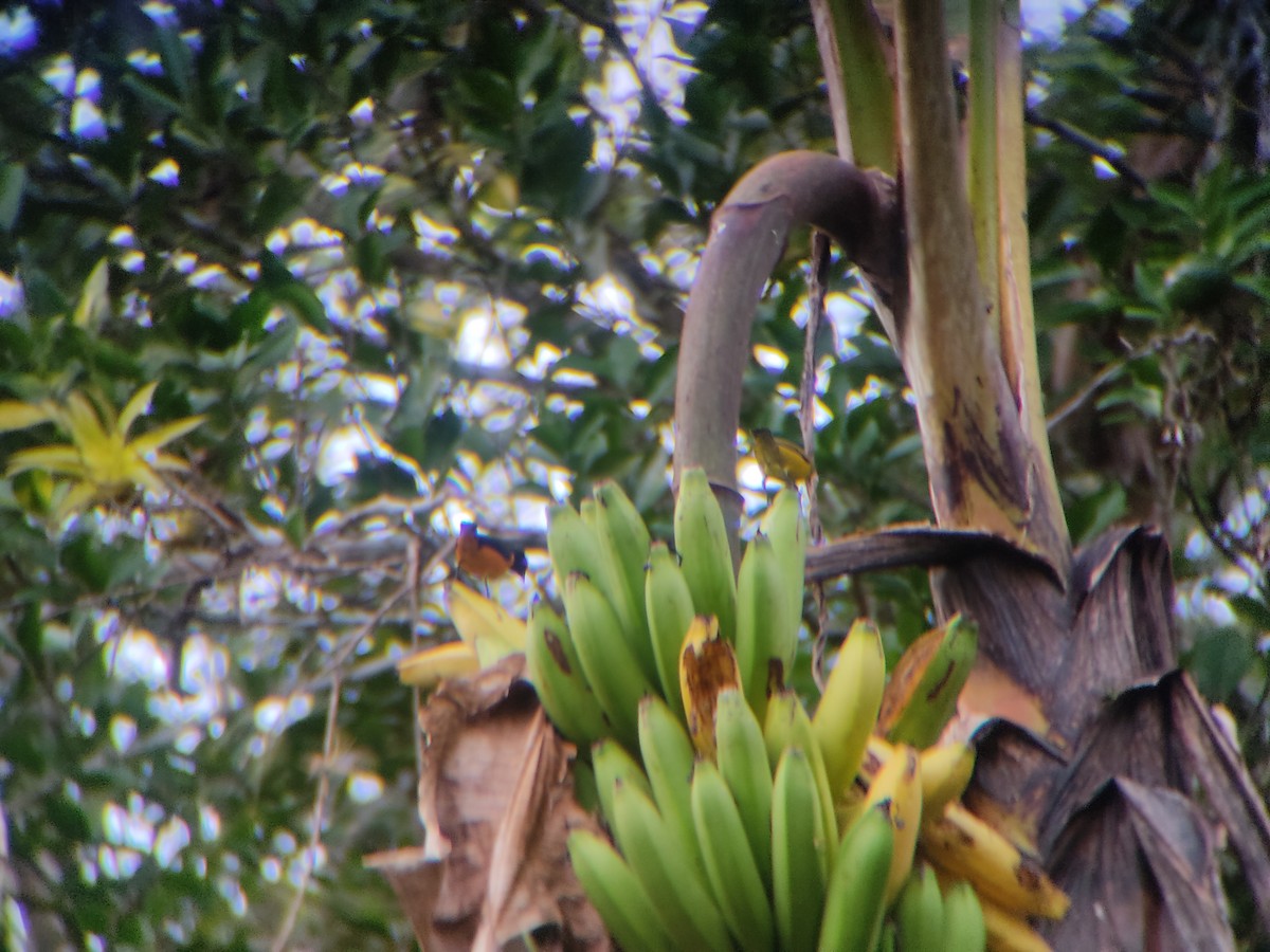 Orange-crowned Euphonia - ML637520632
