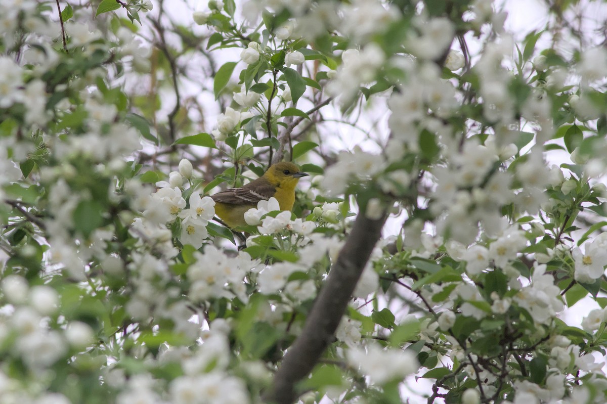 Orchard Oriole - ML637520664
