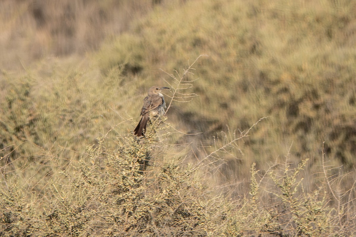 LeConte's Thrasher - ML637520671