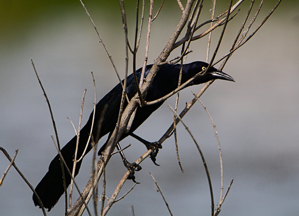 Great-tailed Grackle - ML637520701