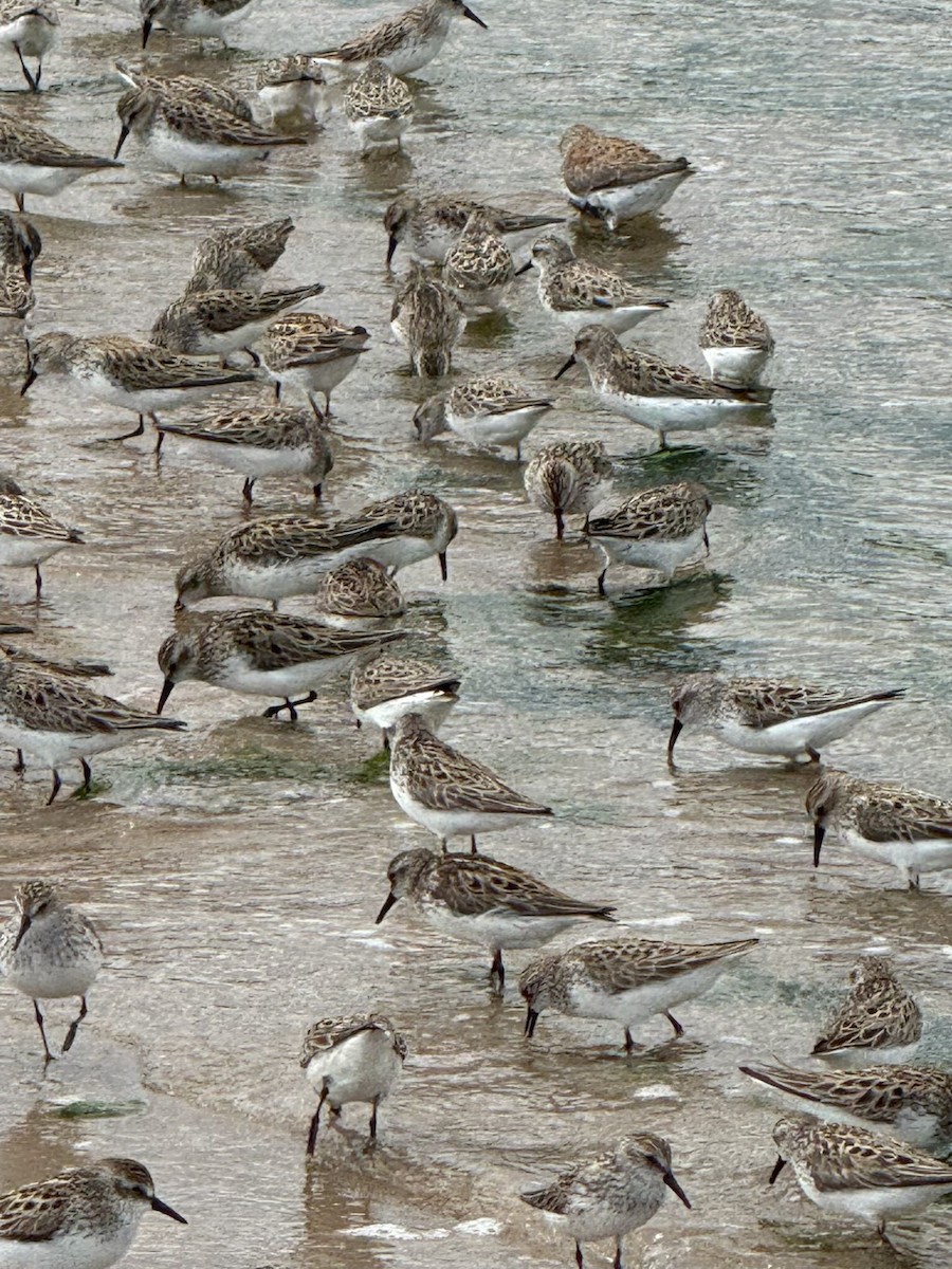 Semipalmated Sandpiper - ML637520708
