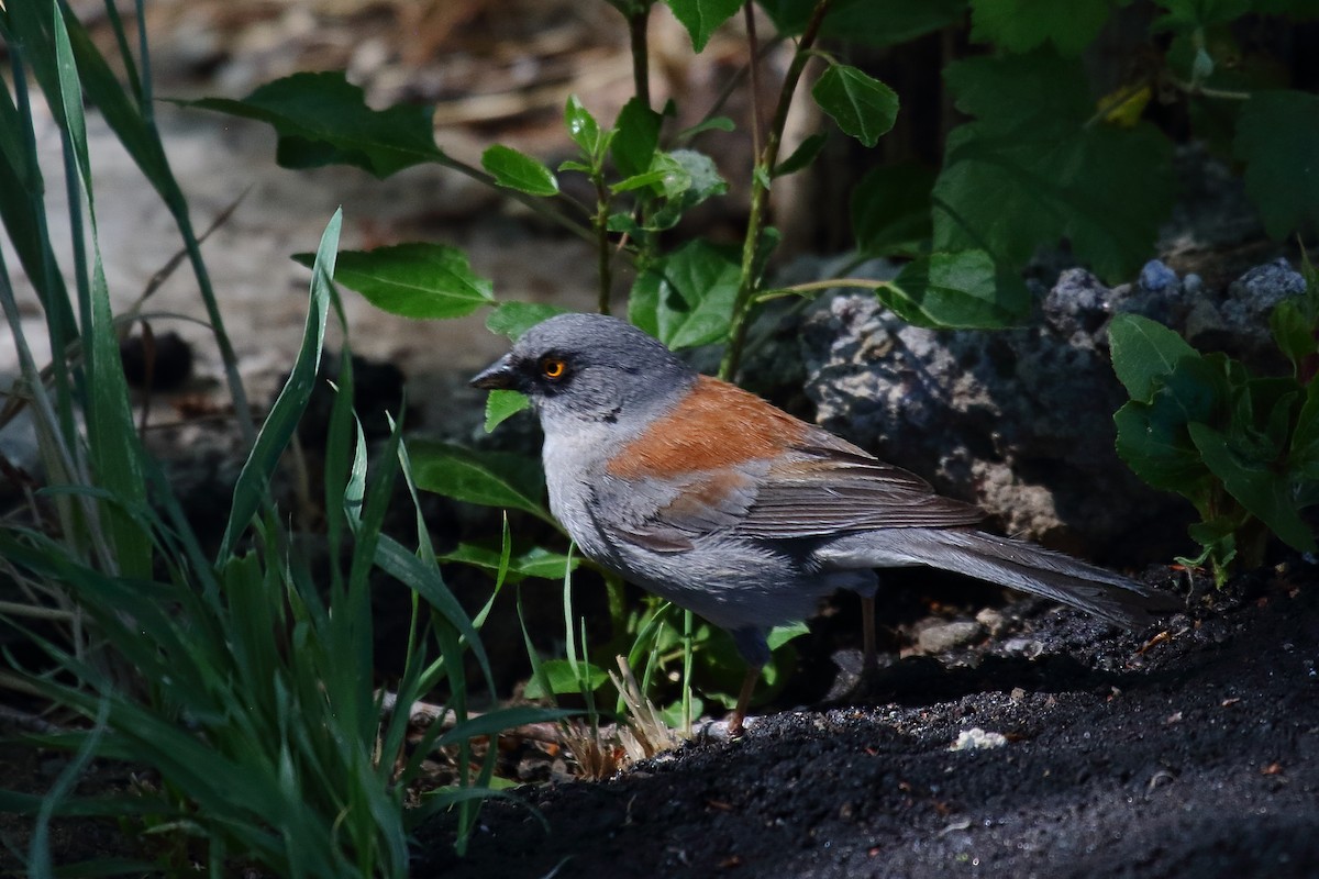 Yellow-eyed Junco - ML637520719