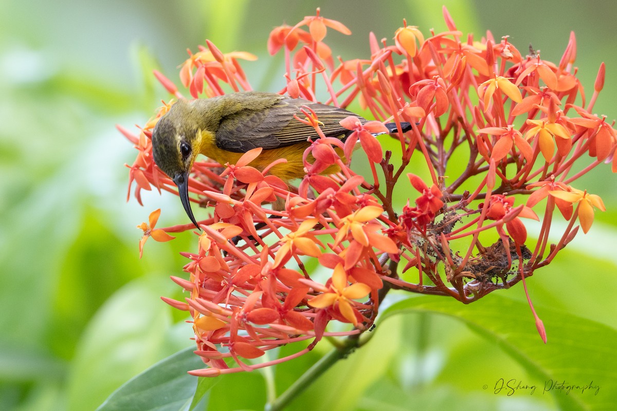Ornate Sunbird - ML637520769