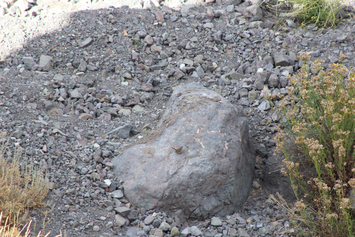 チリーカマドドリ - ML637520796