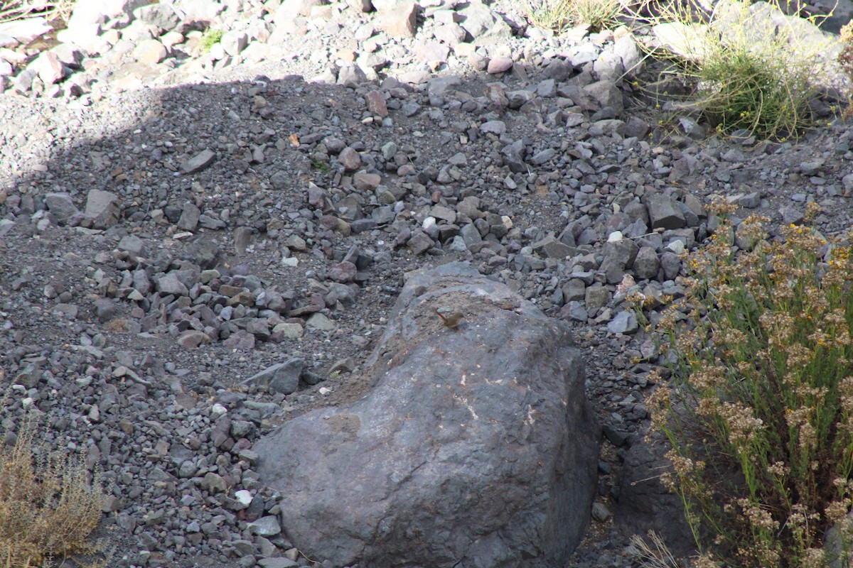 チリーカマドドリ - ML637520797