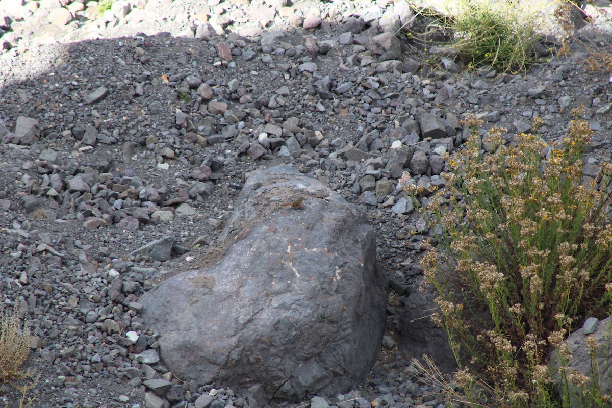 チリーカマドドリ - ML637520798