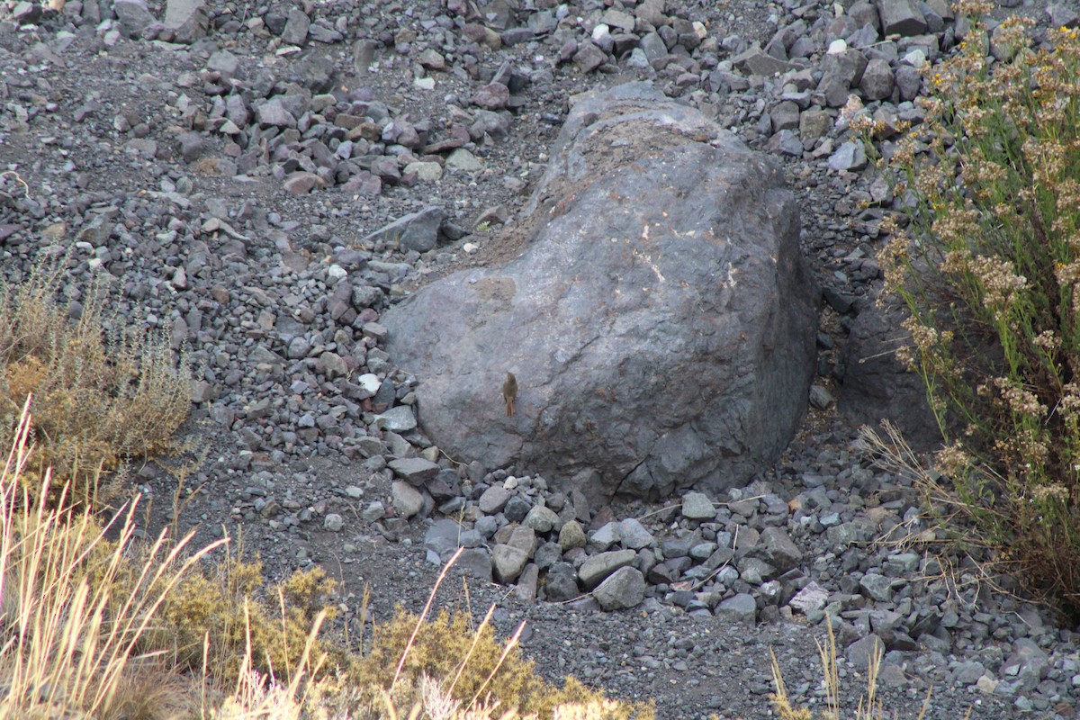 チリーカマドドリ - ML637520800