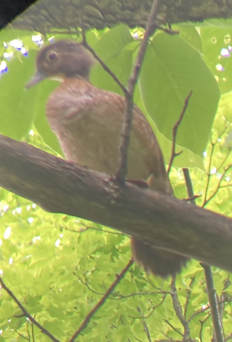 Wood Duck - ML637520870