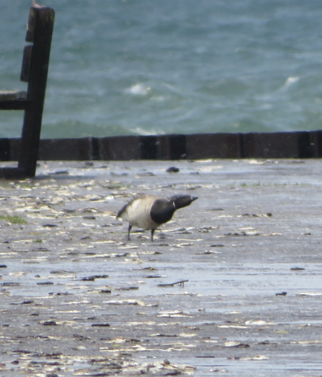 Brant - ML637520925