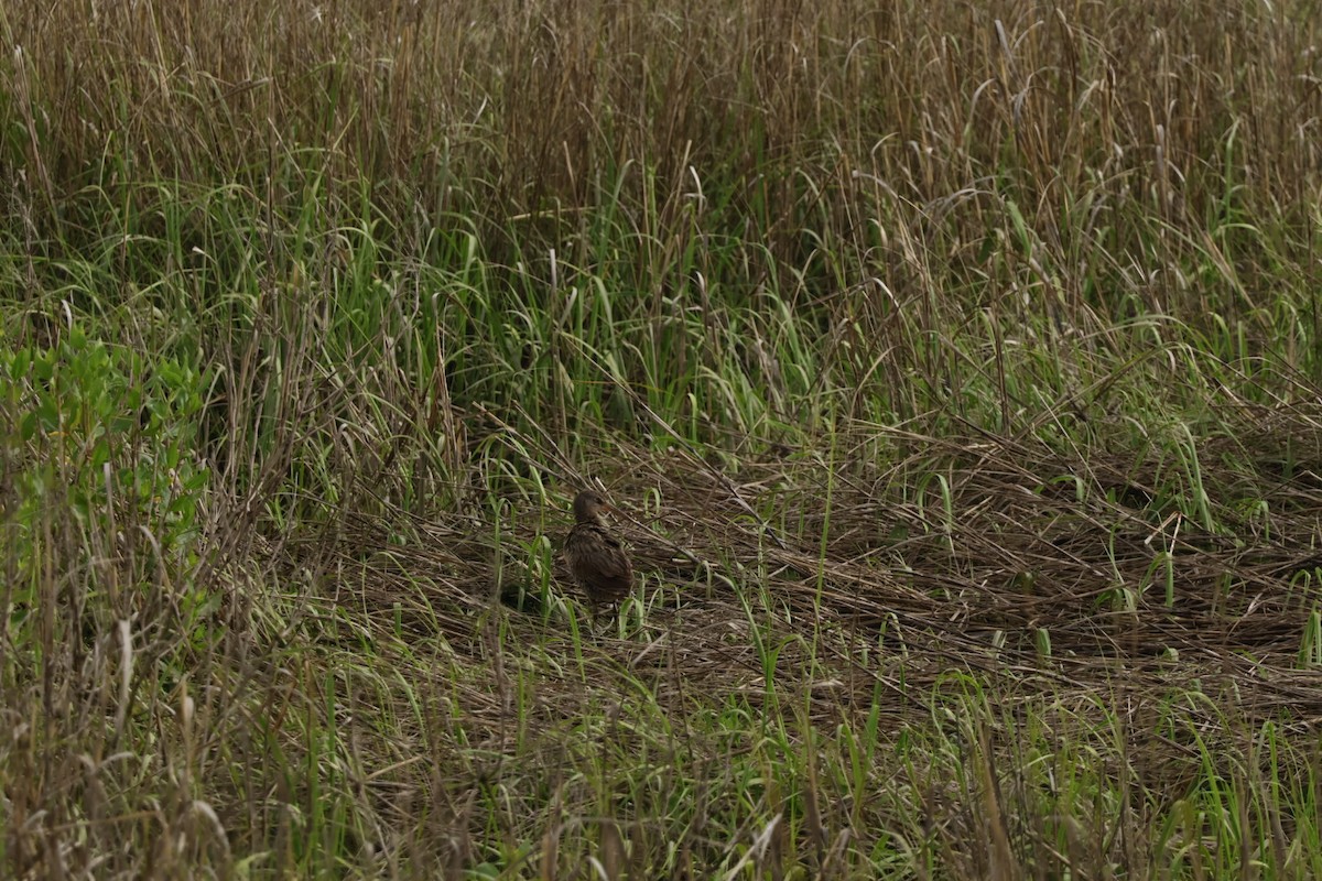 King/Clapper Rail - ML637520946
