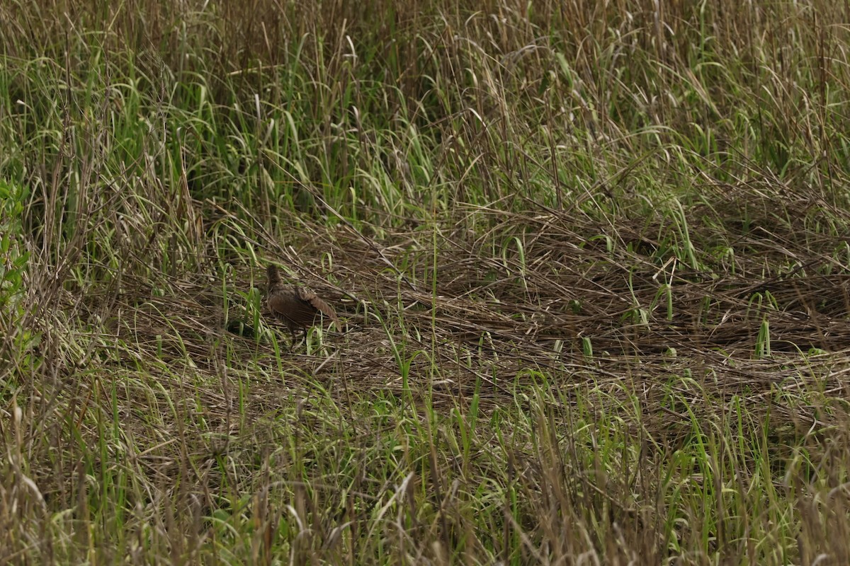 King/Clapper Rail - ML637520949