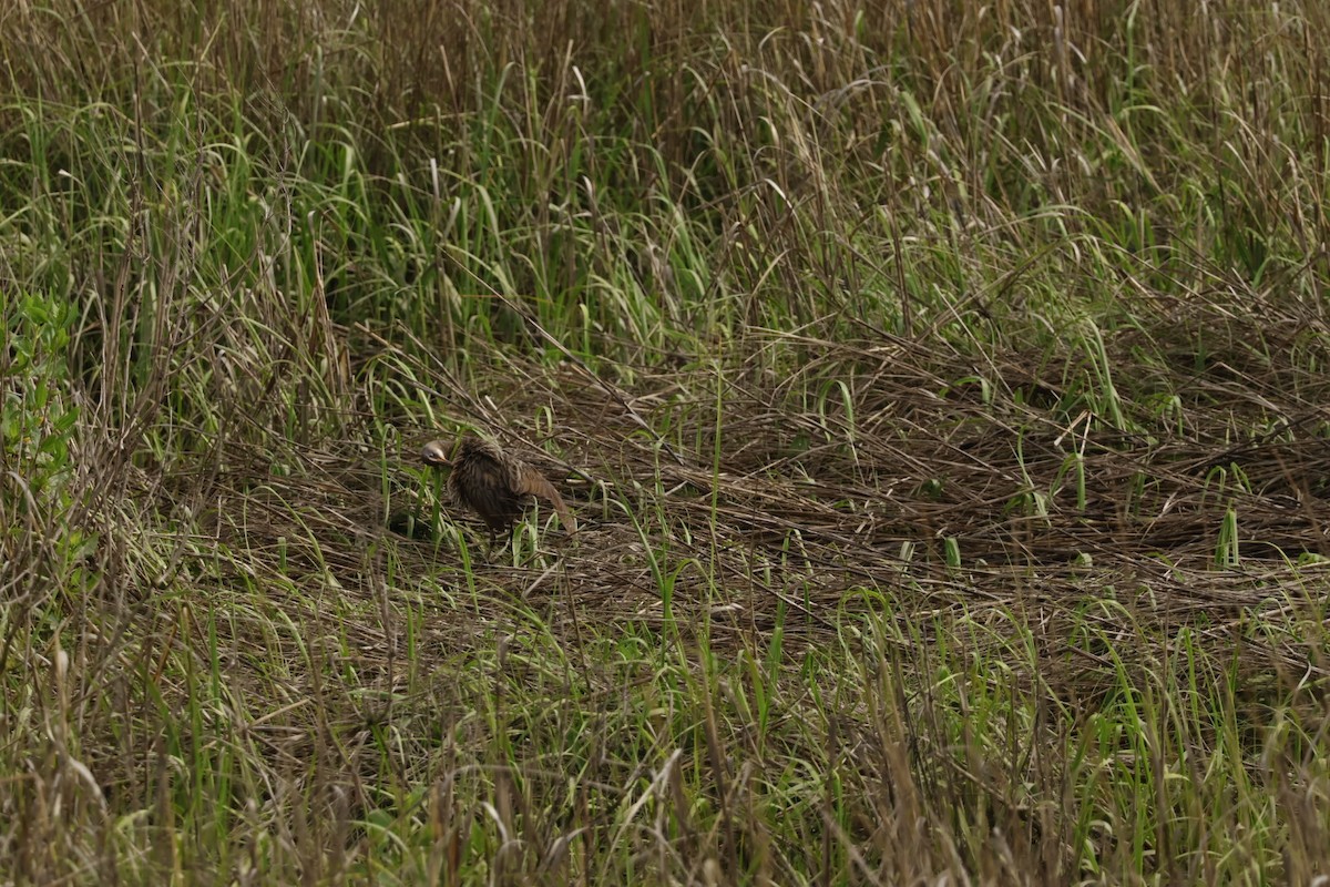 King/Clapper Rail - ML637520950