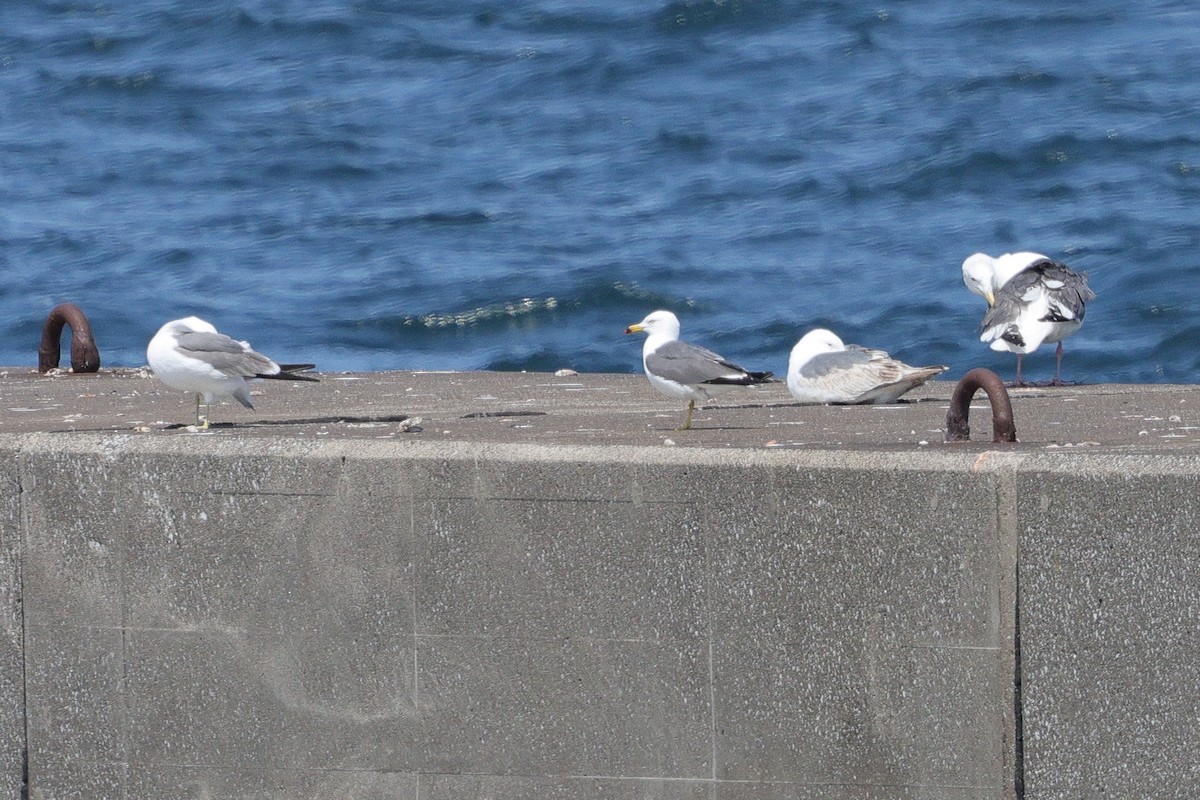 Black-tailed Gull - ML637520952