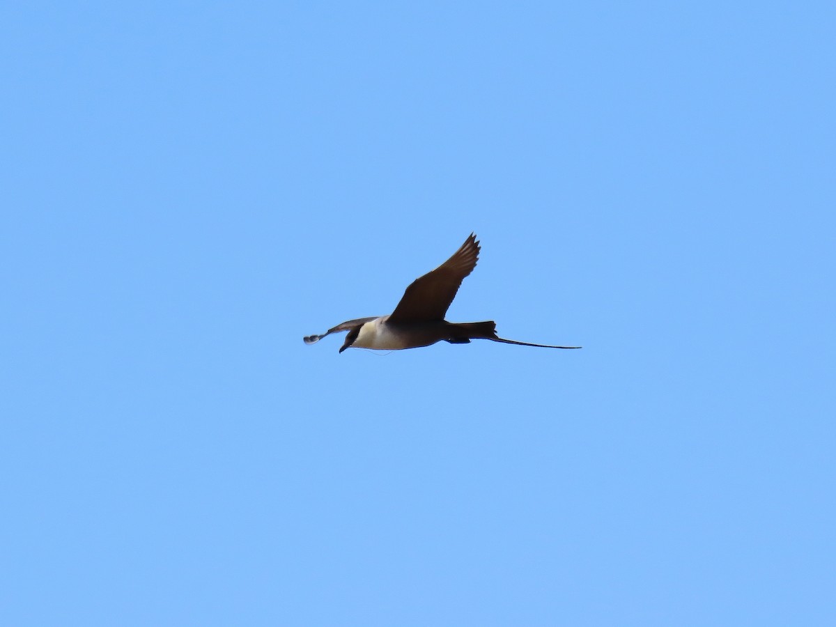 Long-tailed Jaeger - ML637521056