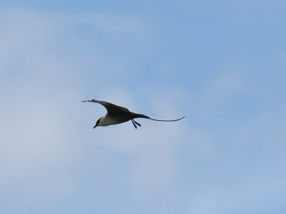 Long-tailed Jaeger - ML637521105