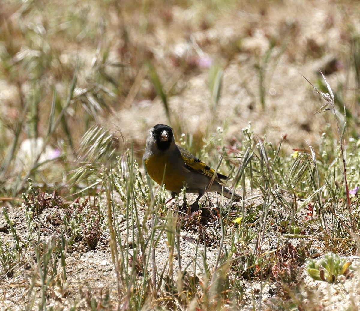 Lawrence's Goldfinch - ML637521113