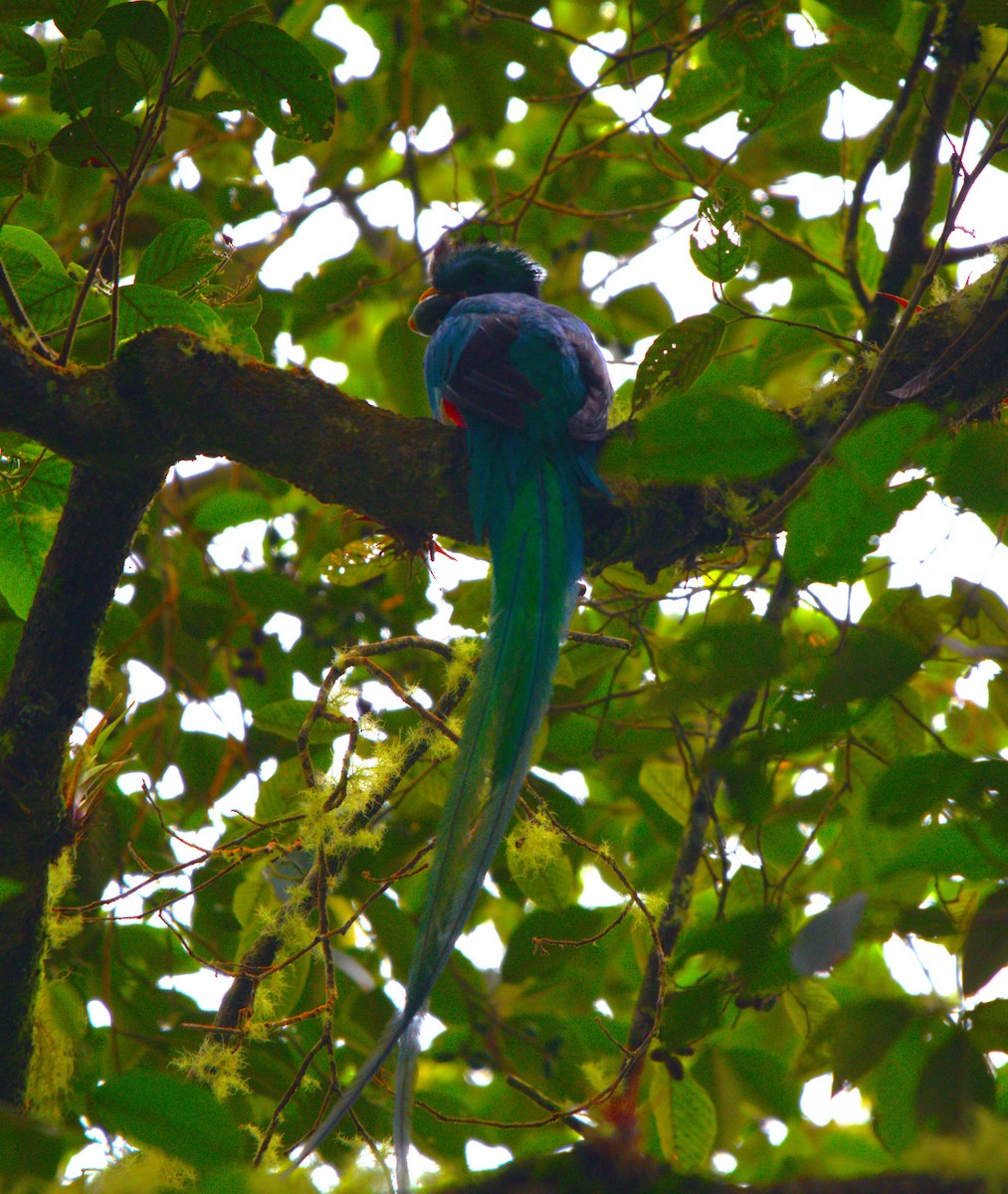 Resplendent Quetzal - ML637521128