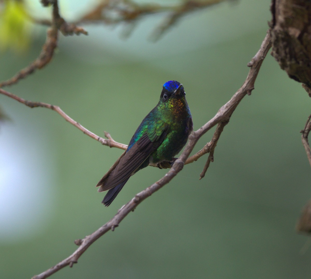 Fiery-throated Hummingbird - ML637521145
