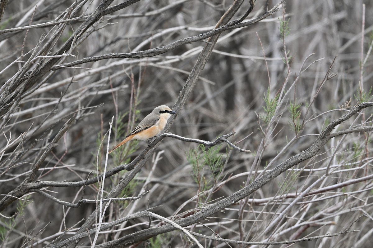 Isabelline Shrike - ML637521167
