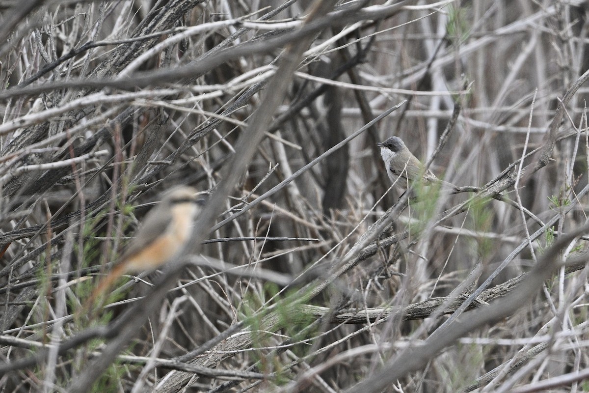 Lesser Whitethroat (Lesser) - ML637521175