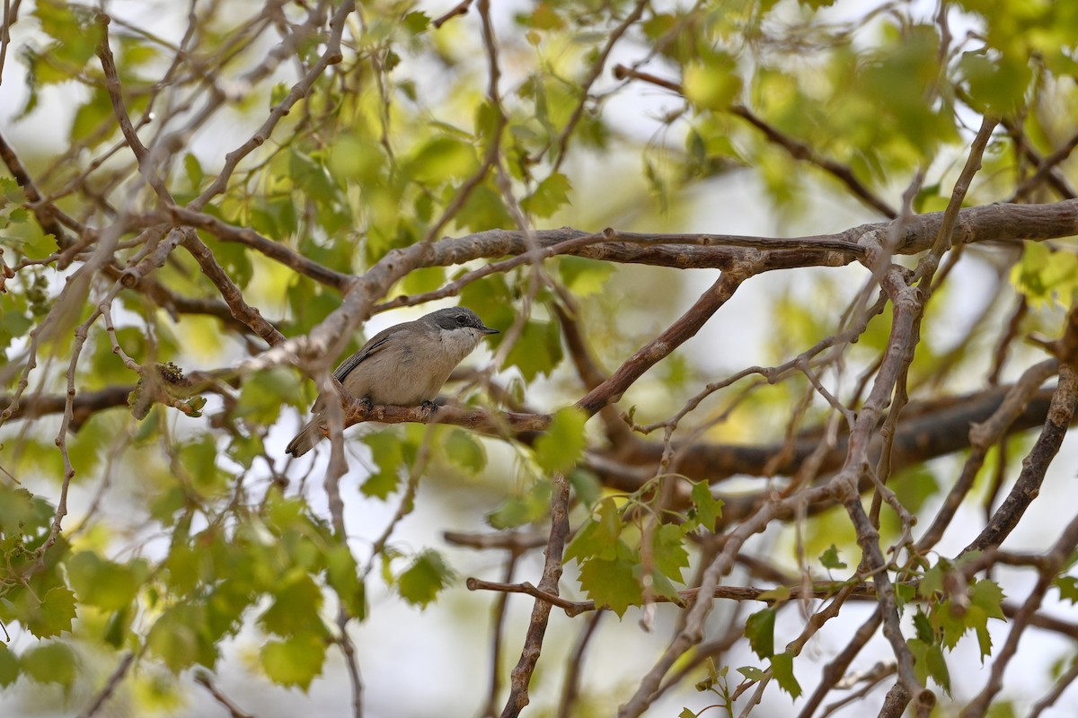 Lesser Whitethroat (Lesser) - ML637521176