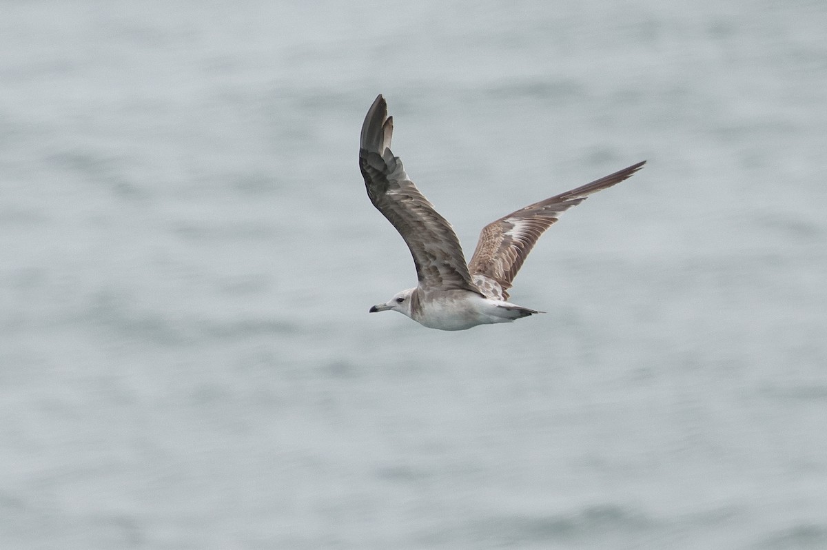 Black-tailed Gull - ML637521214