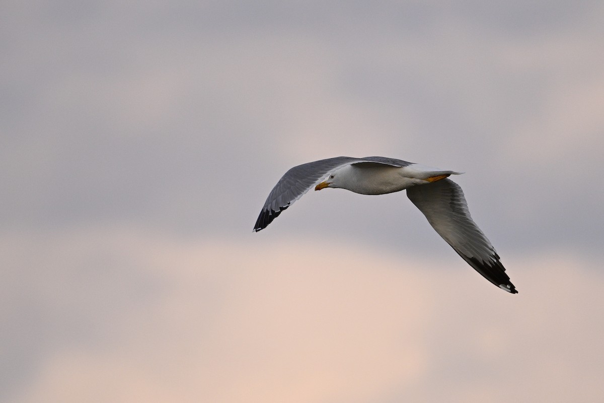 Mongolian Gull - ML637521290