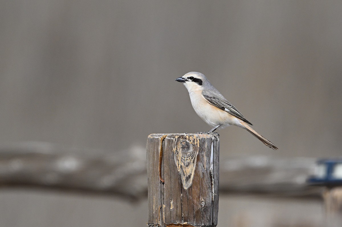 Isabelline Shrike - ML637521308