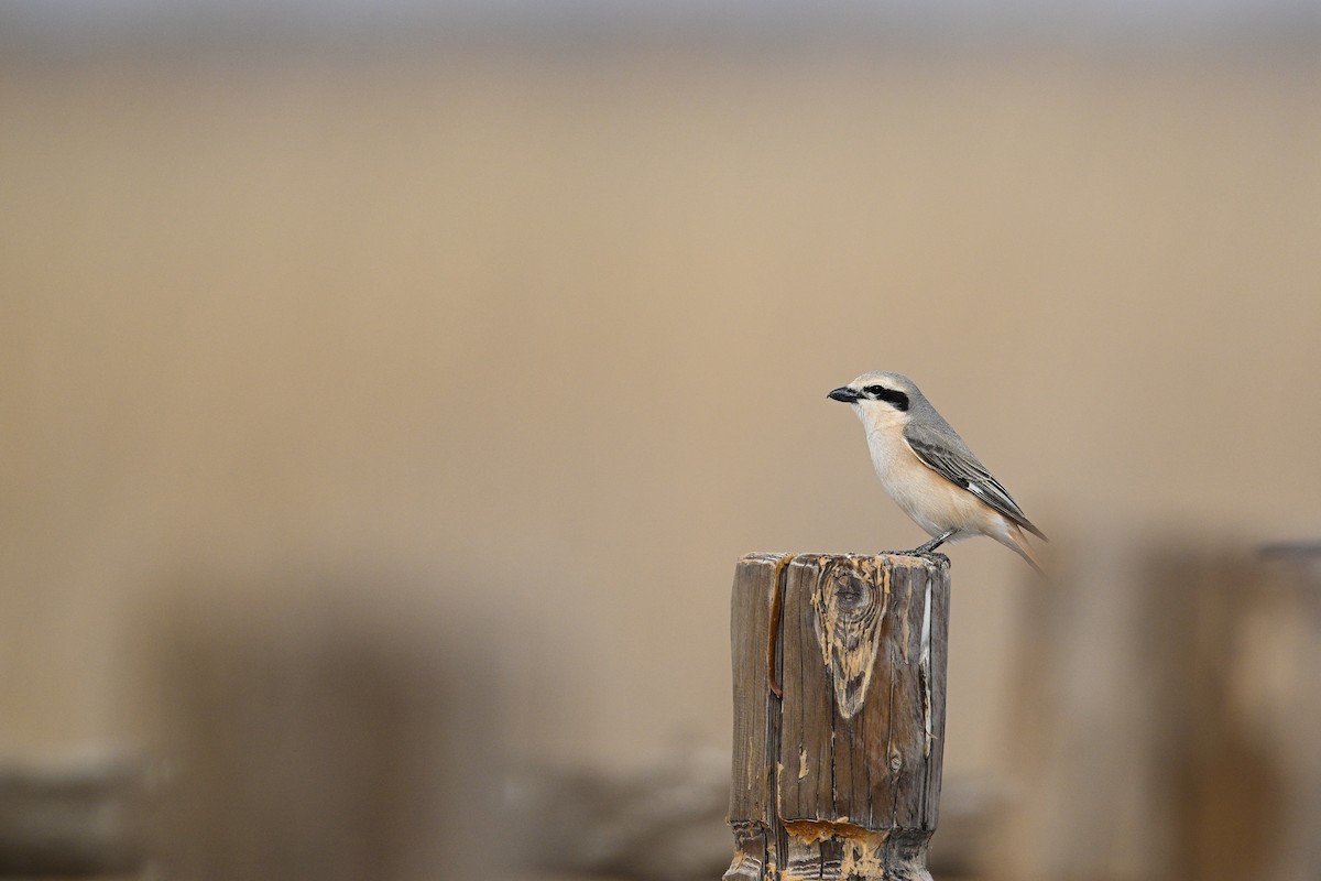 Isabelline Shrike - ML637521309