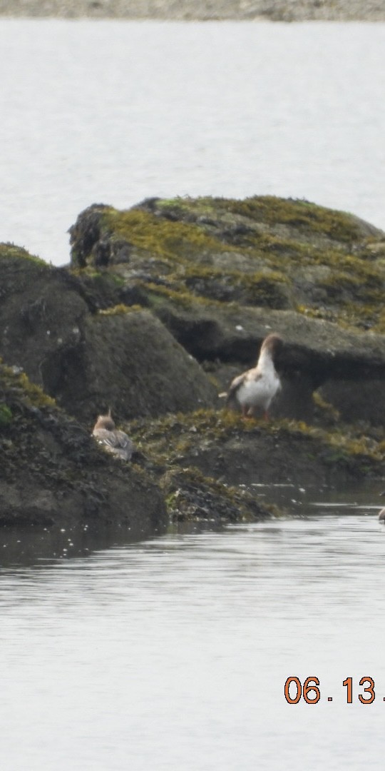 Red-breasted Merganser - ML637521363