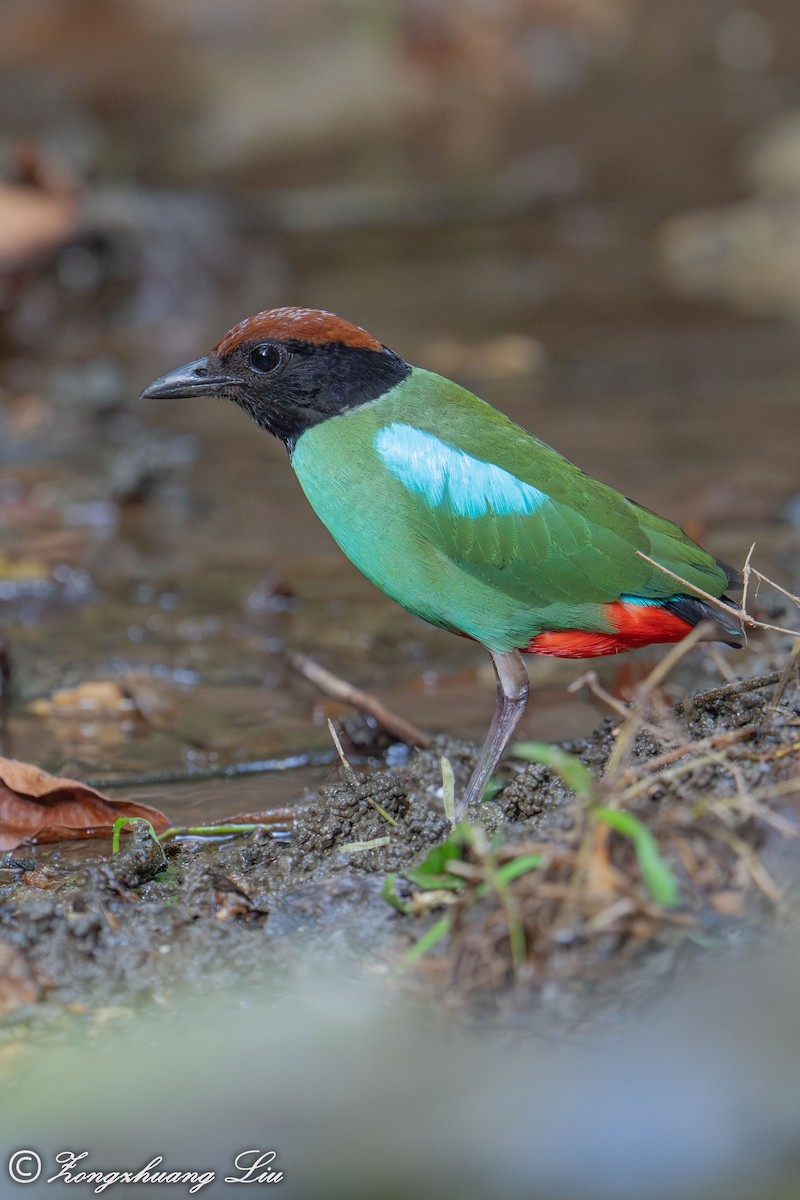 Western Hooded Pitta (Chestnut-crowned) - ML637521381