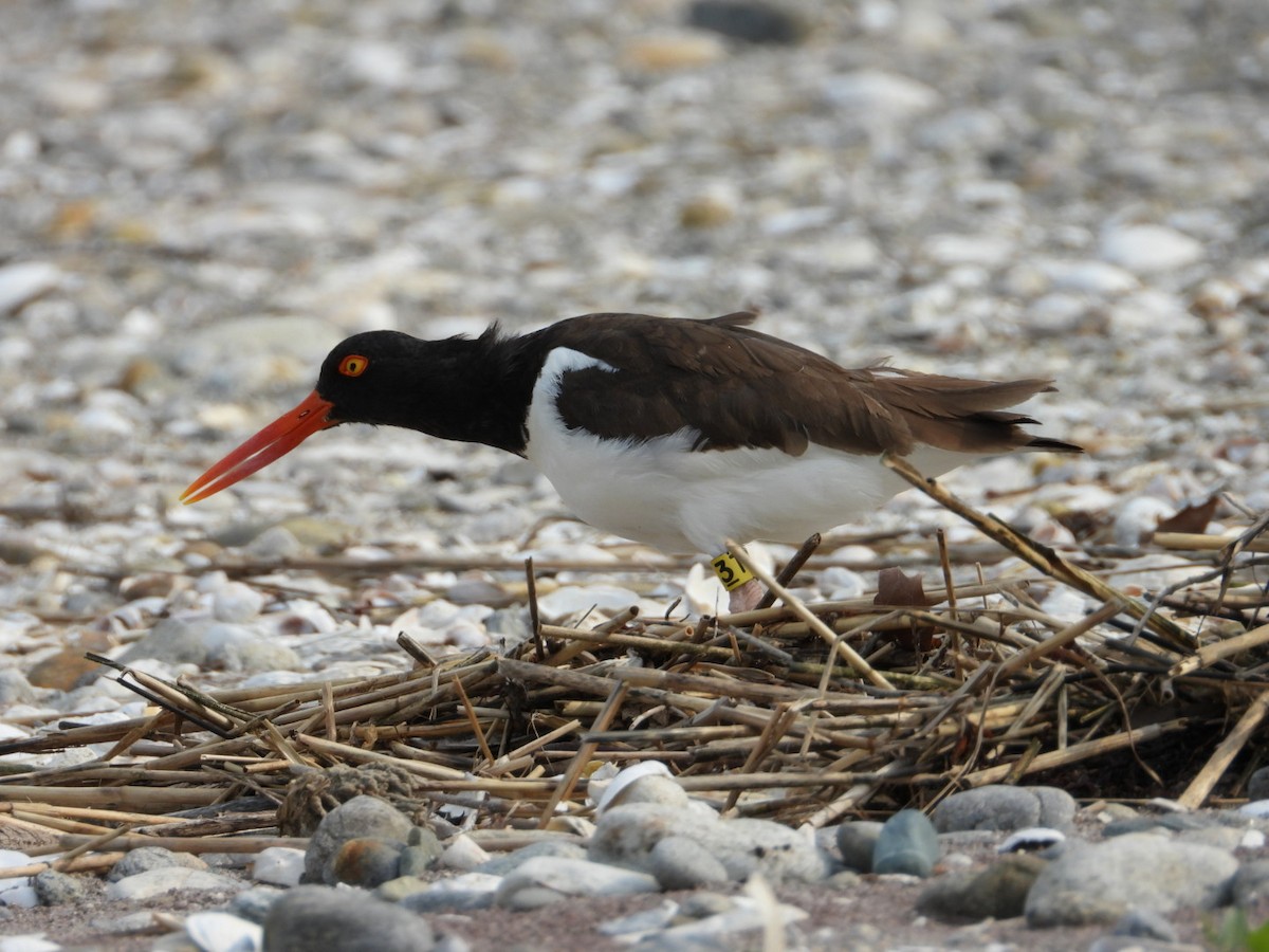 American Oystercatcher - ML637521383