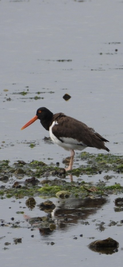 American Oystercatcher - ML637521384