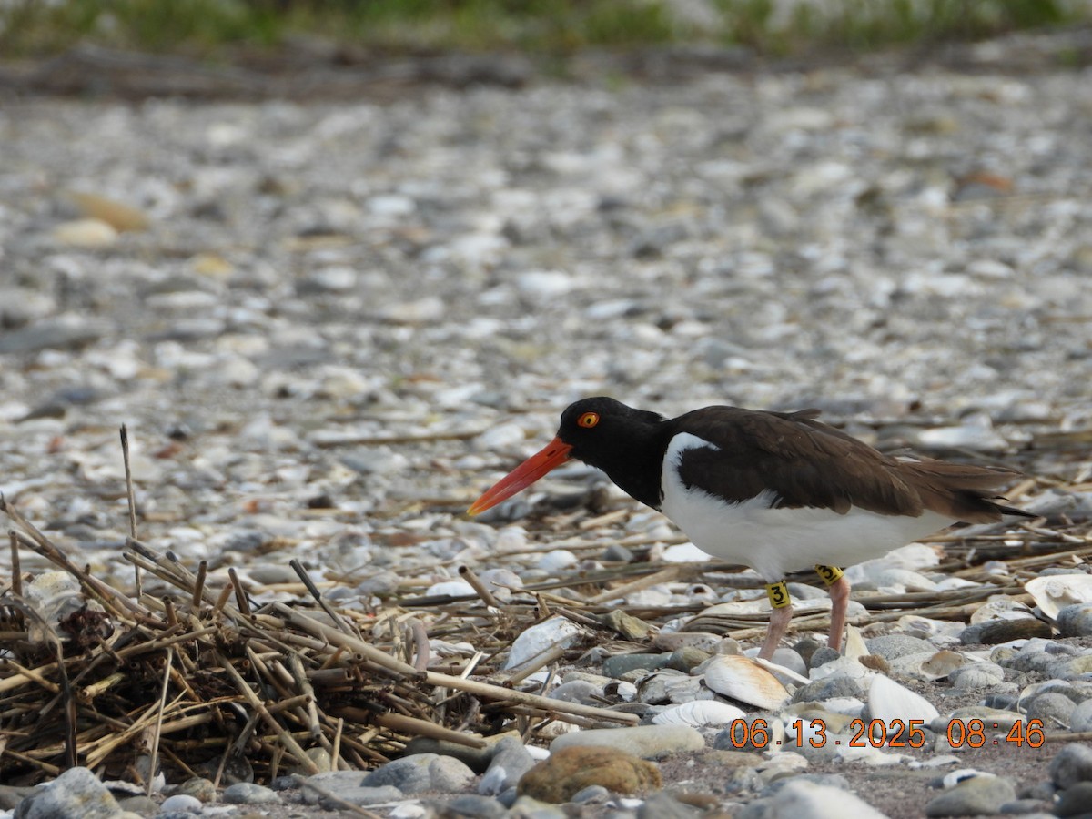 American Oystercatcher - ML637521385