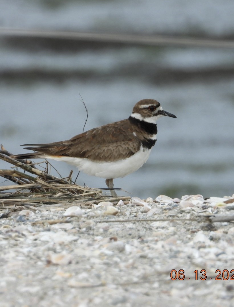 Killdeer - ML637521395