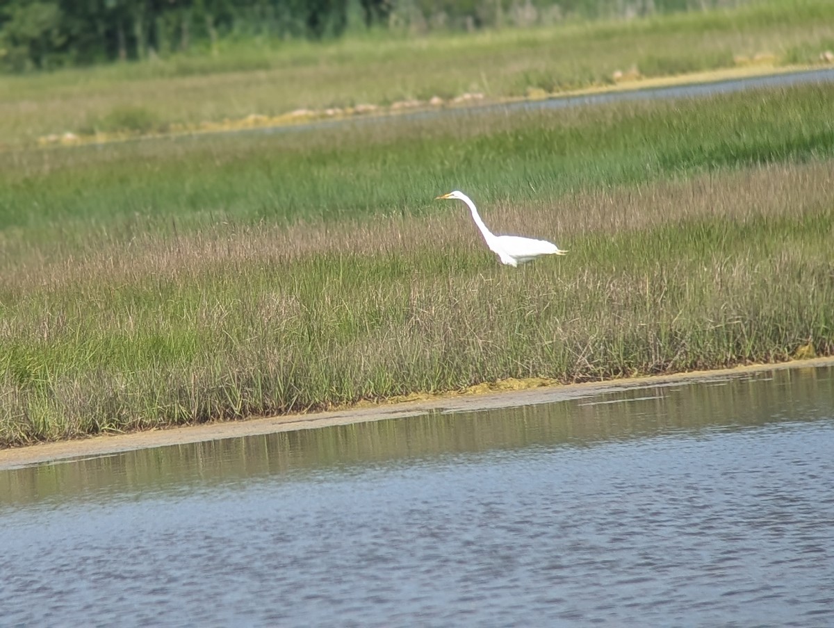 Great Egret - ML637521396